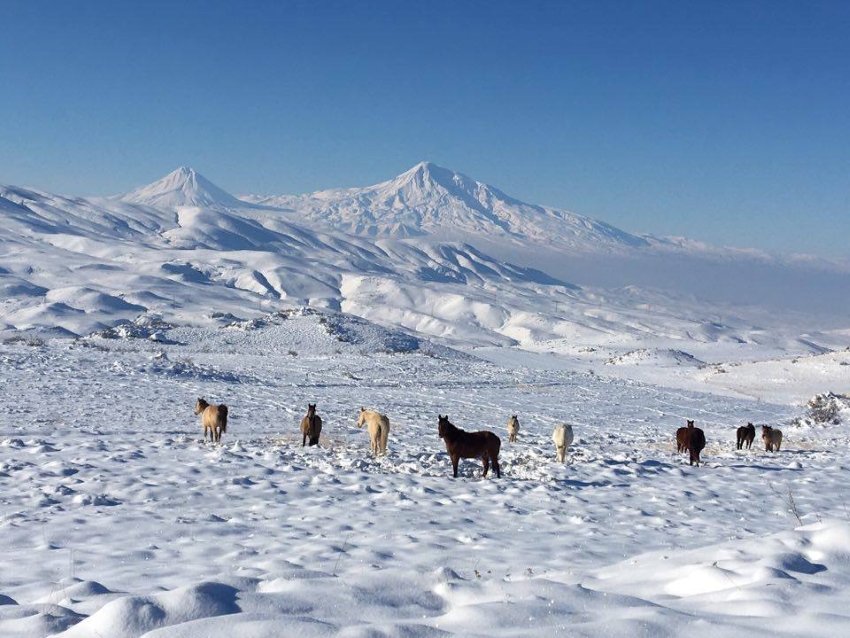 Horses in the snow, Caucasus