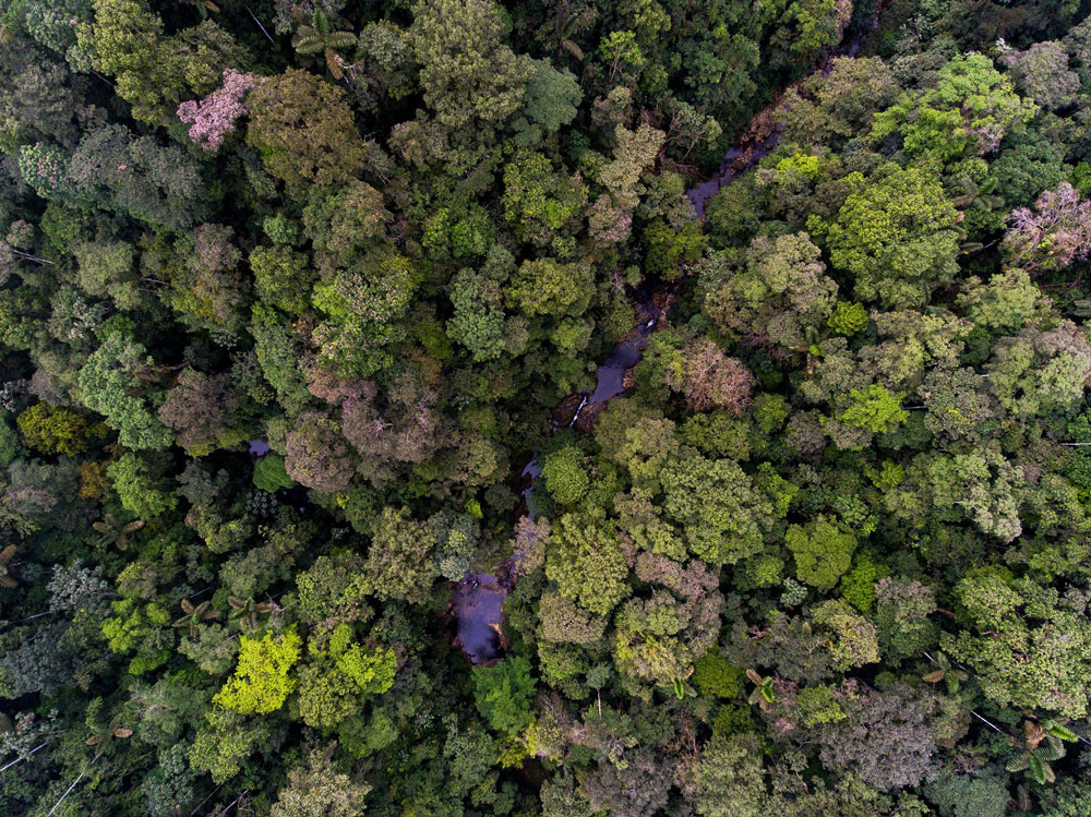 Aerial view of tree canopy at Canande Reserve