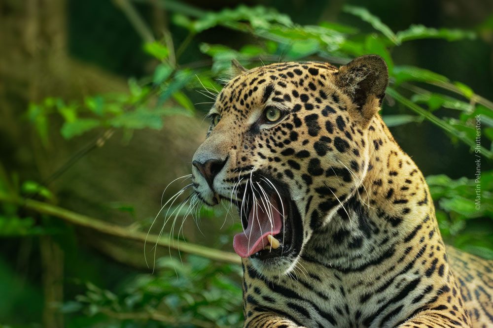 A Jaguar yawning