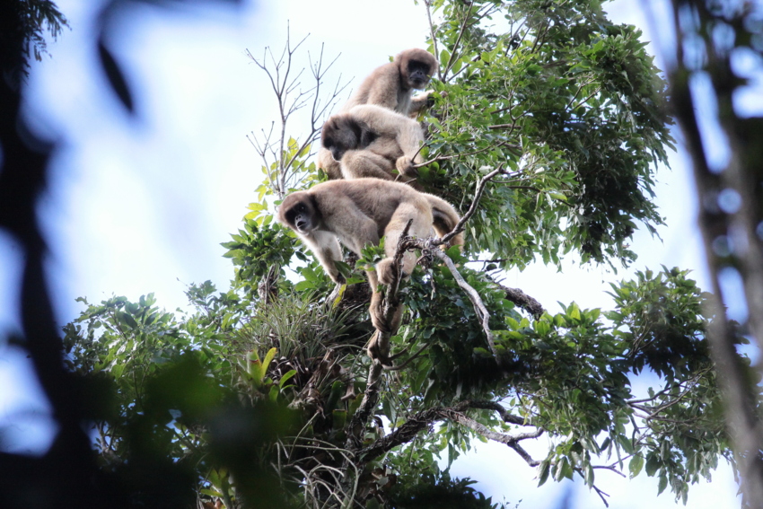 A group of Southern Muriquis sitting in the treetop