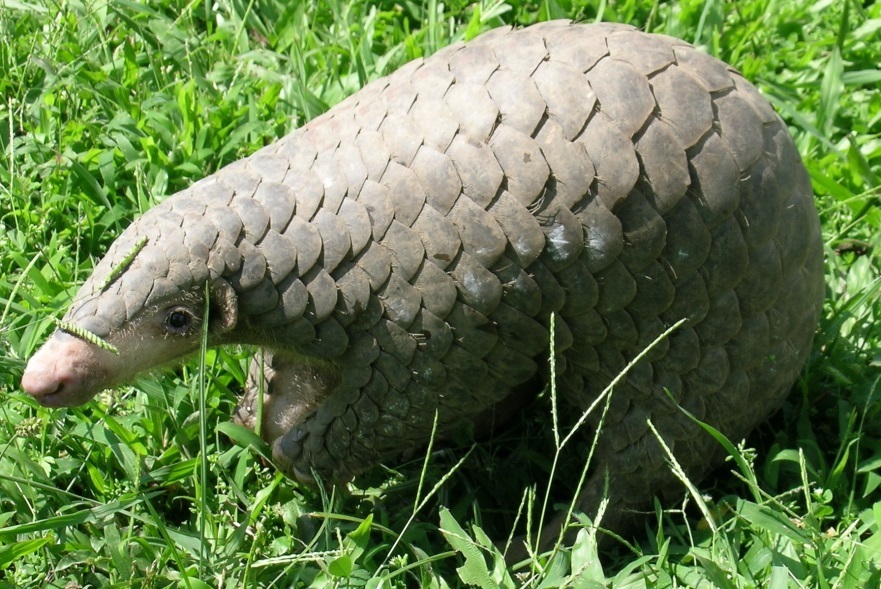 Chinese Pangolin in the grass