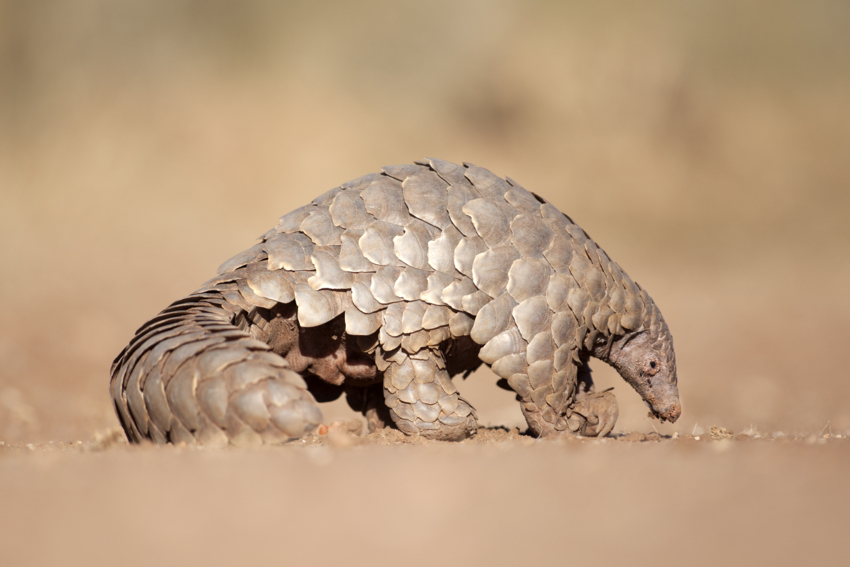A Temminck's Ground Pangolin walking