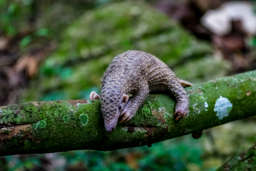white-bellied pangolin