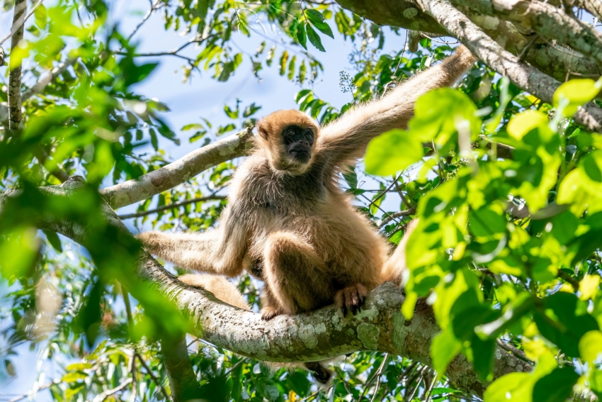 A Southern Muriqui sitting among the branches of the trees.