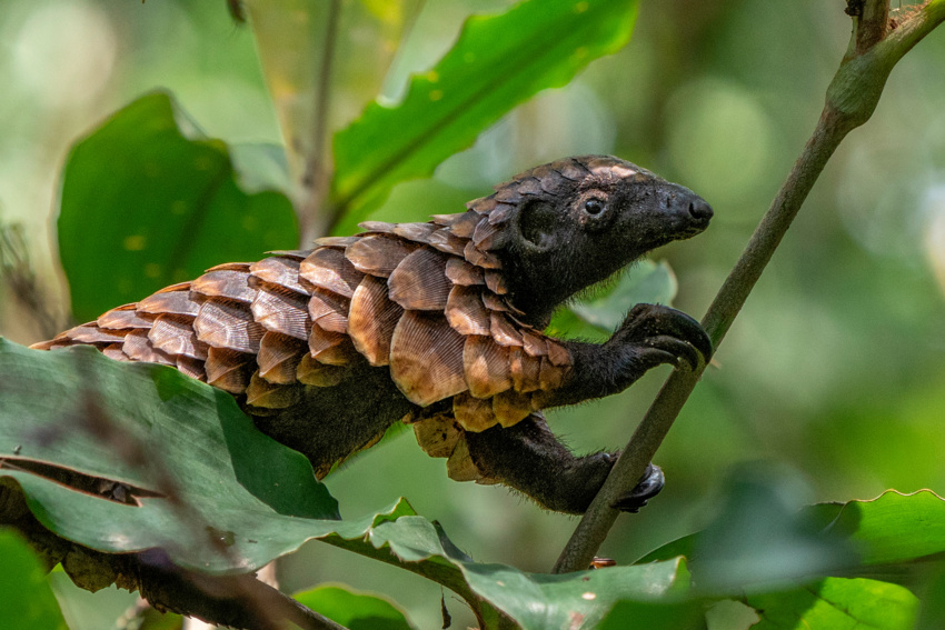 A Black-bellied Pangolin in a tree