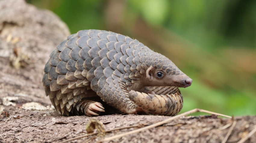 Sunda Pangolin