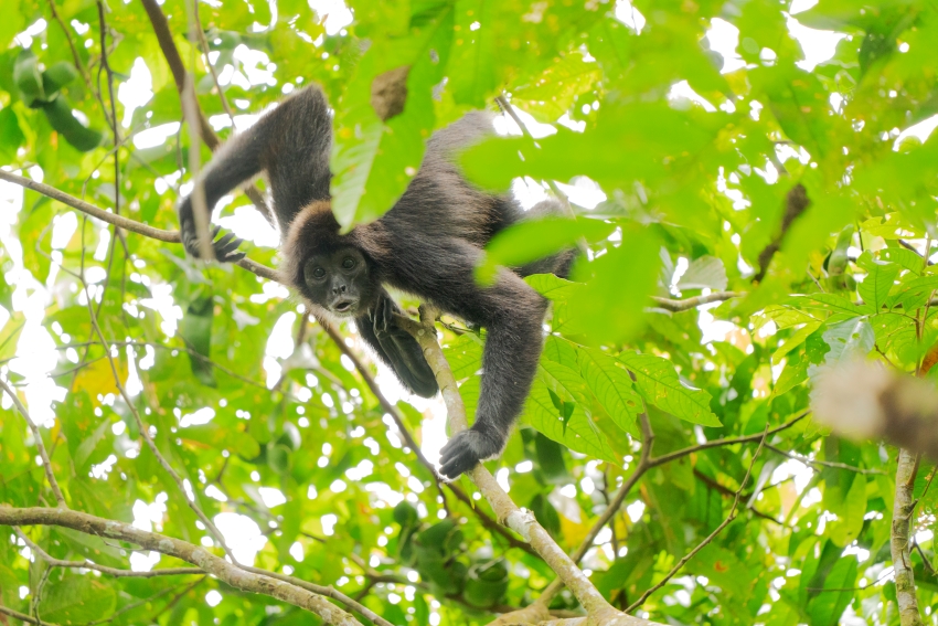 Brown-headed Spider Monkey in a tree