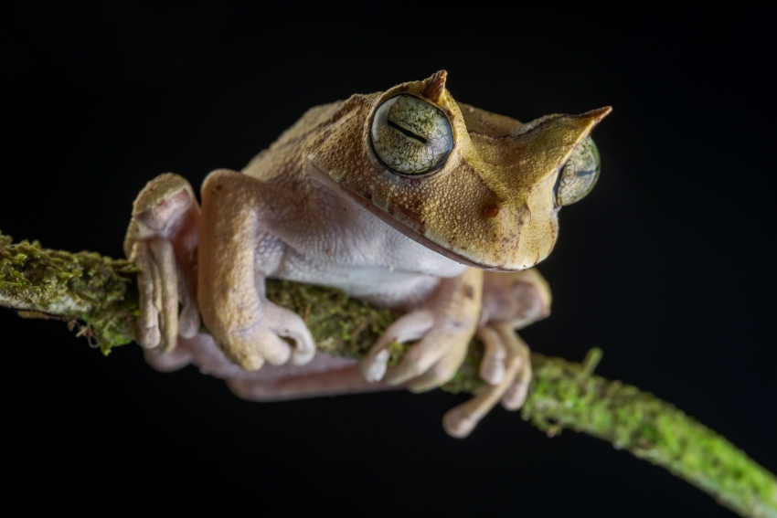 A Critically Endangered Horned Marsupial Frog