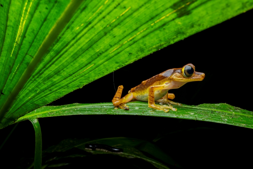 An Imbabura Treefrog (Boana picturata) on a plant
