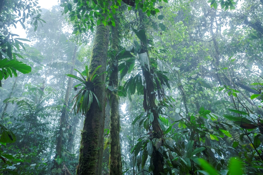 A thriving forest at Canande Reserve