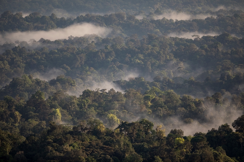 Aerial view of forest at Canande Reserve.