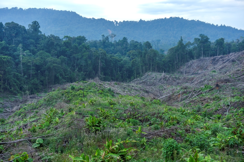 View of a deforested area of Canande Reserve