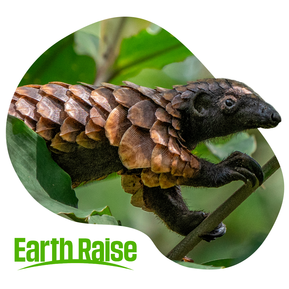 Earth Raise - Project Pangolin