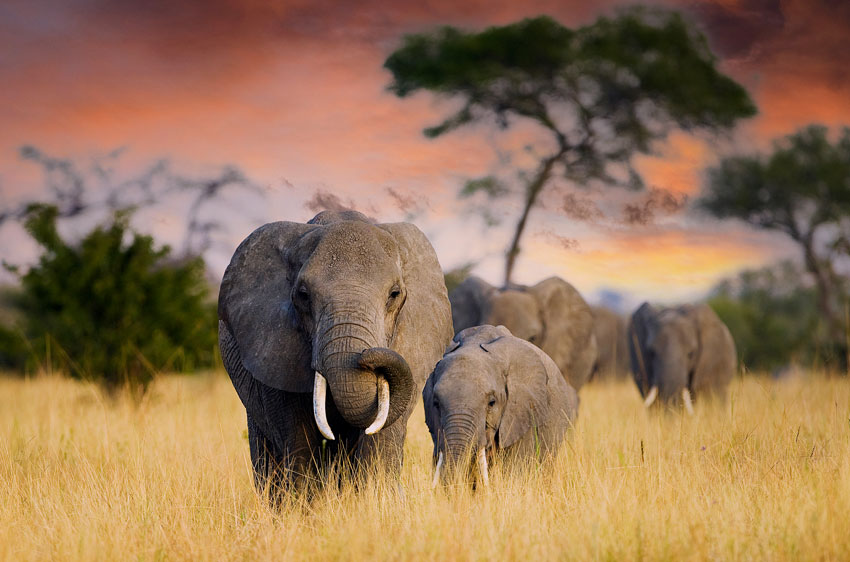 African Elephant, adult and baby