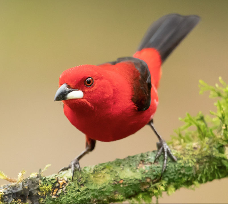 A male Brazilian Tanager on a branch