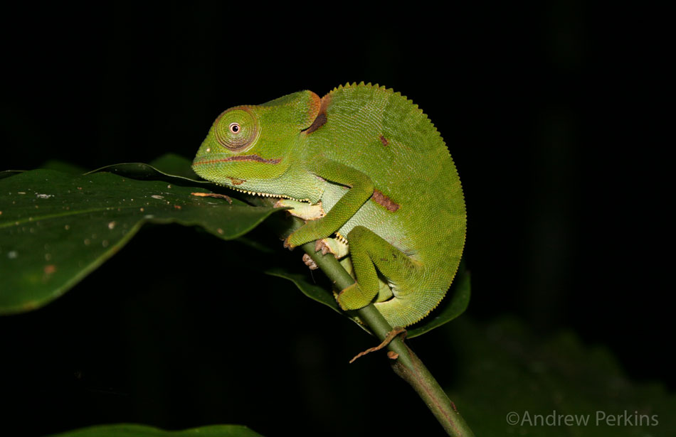 Chameleon on a branch, Tanzania