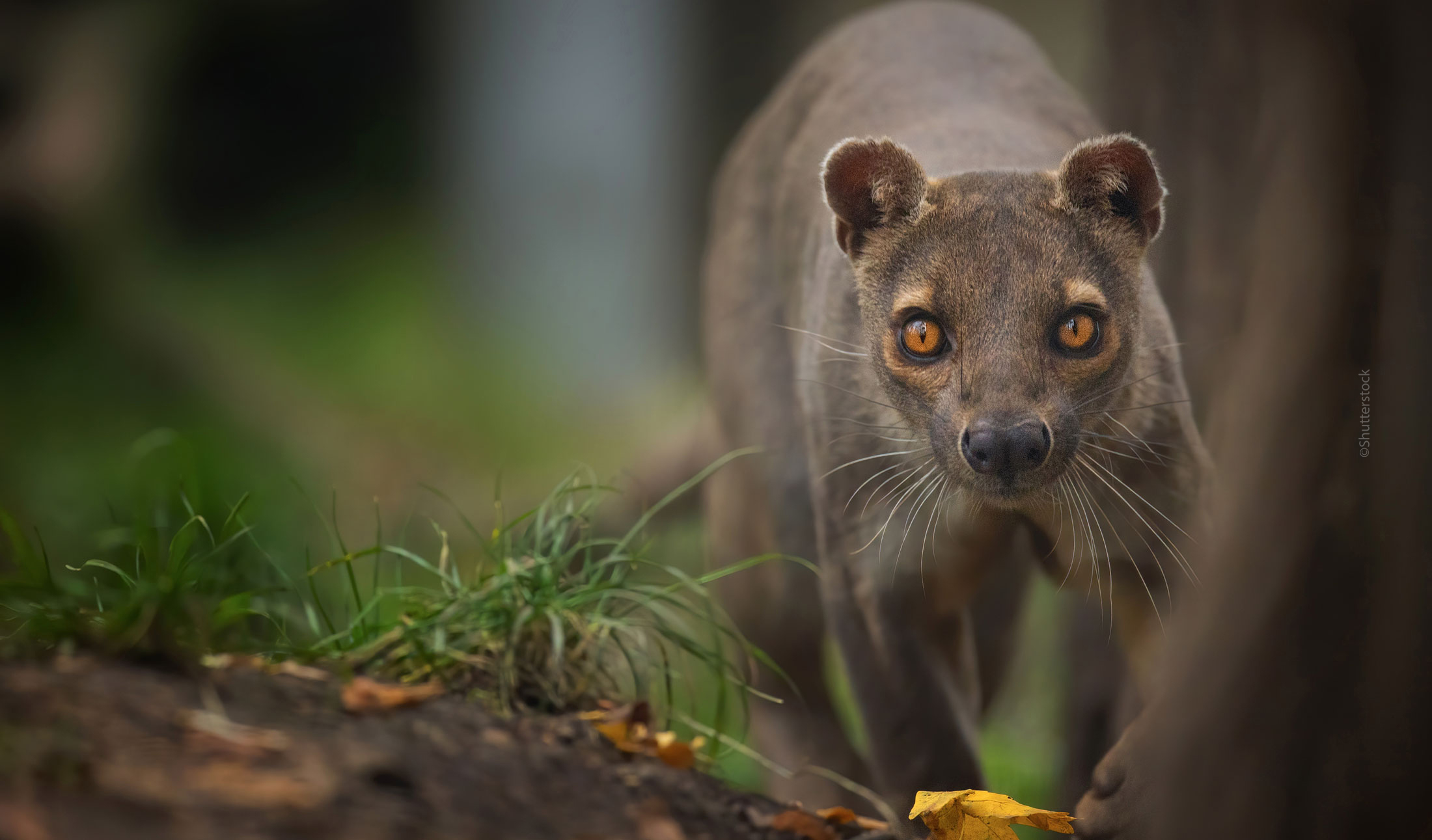 A Fossa looking at the camera, Madagascar.