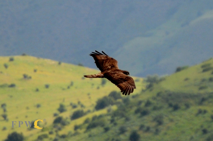 A Buzzard in the Caucasus Wildlife Refuge