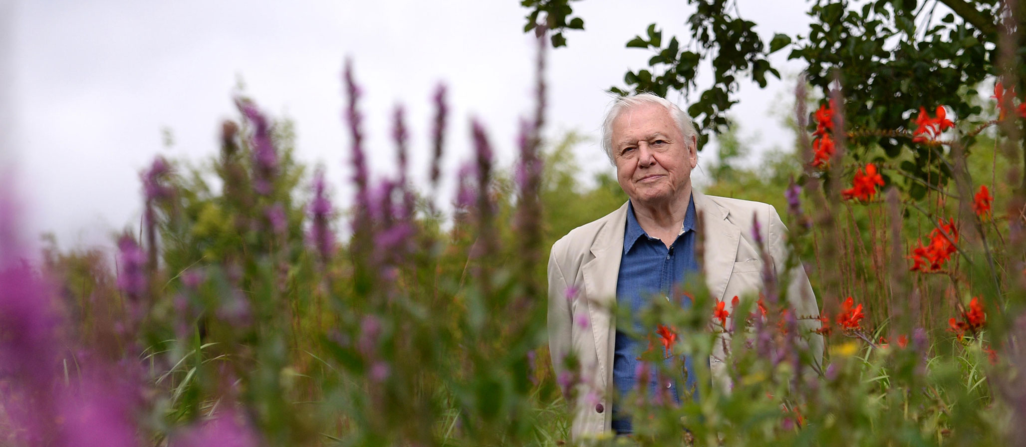 Sir David Attenborough at 100