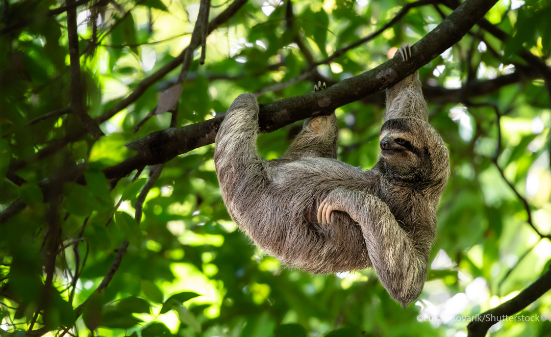 Brown-throated Sloth hanging on a branch