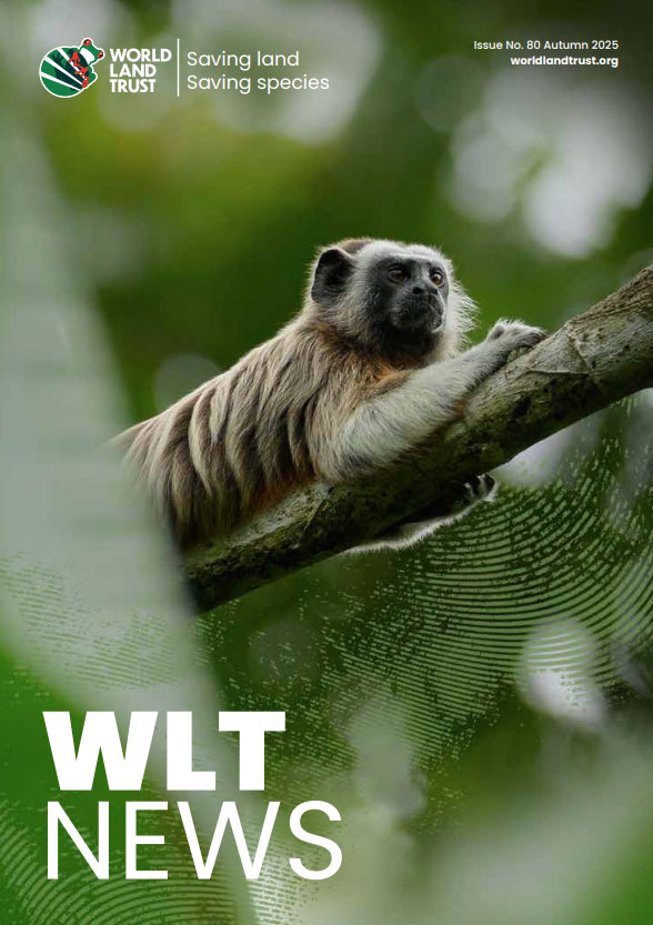 WLT News Autumn 25