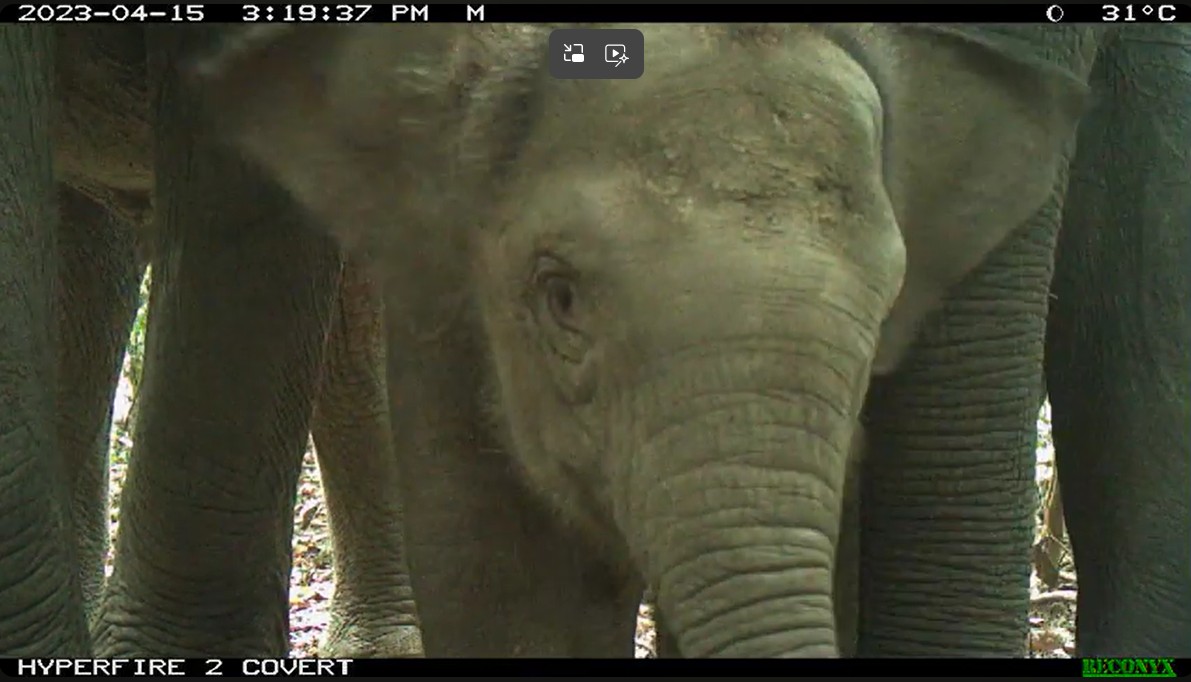 Bornean Elephant