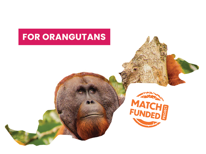 ACT NOW for Orangutans