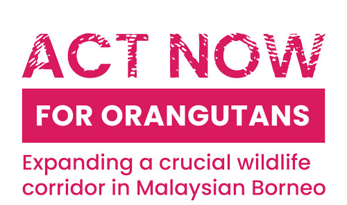 ACT NOW for Orangutans