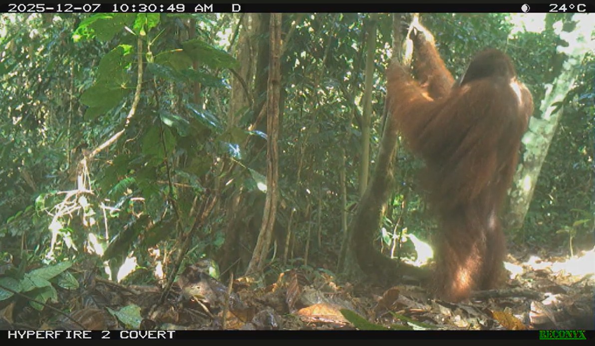 Bornean Orangutan