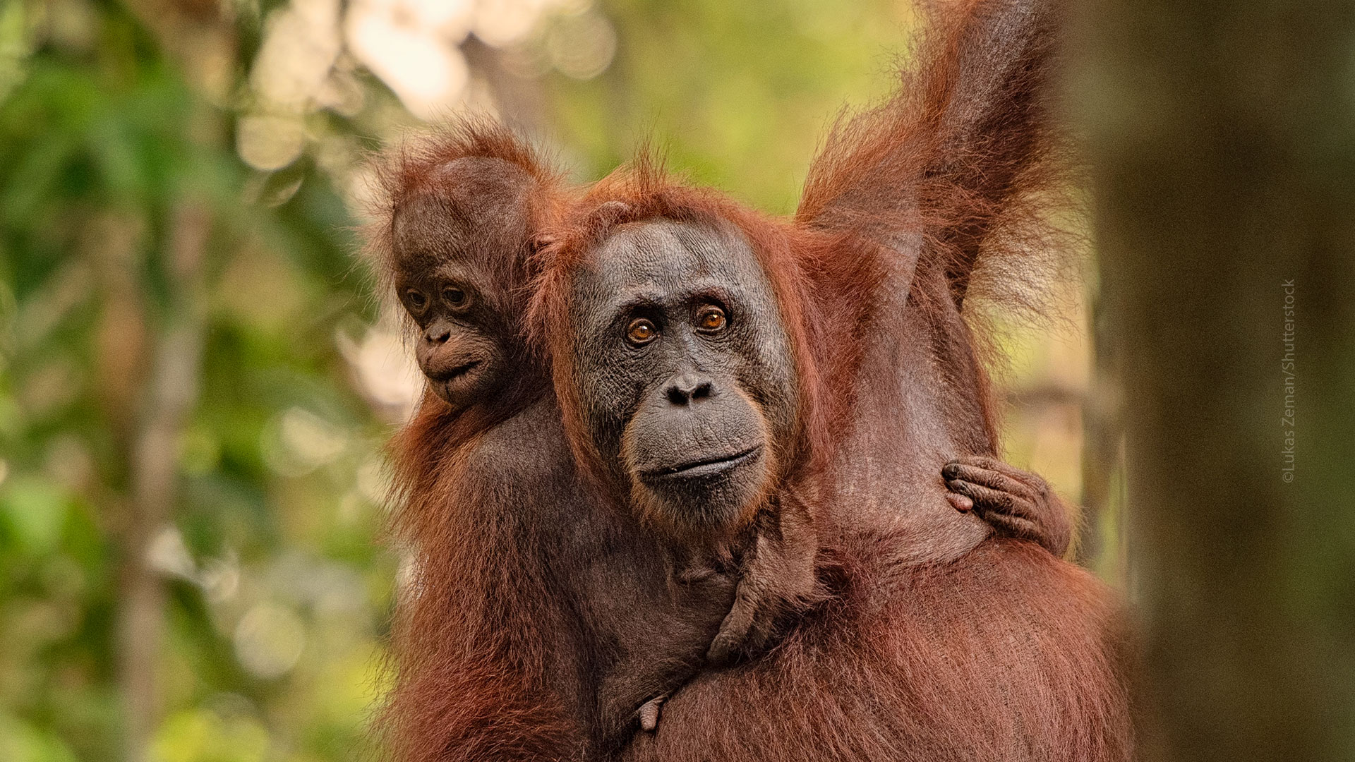 Act Now for Orangutans