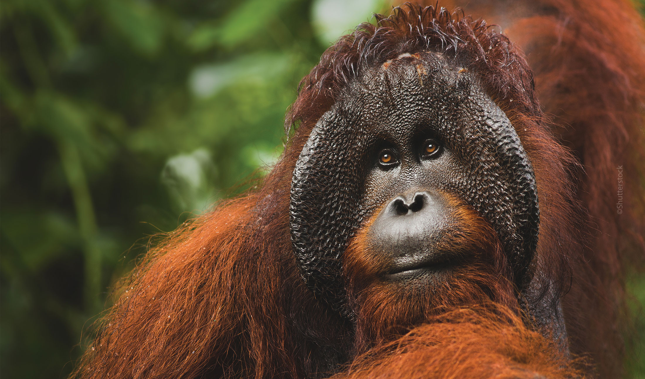 ACT NOW for Orangutans