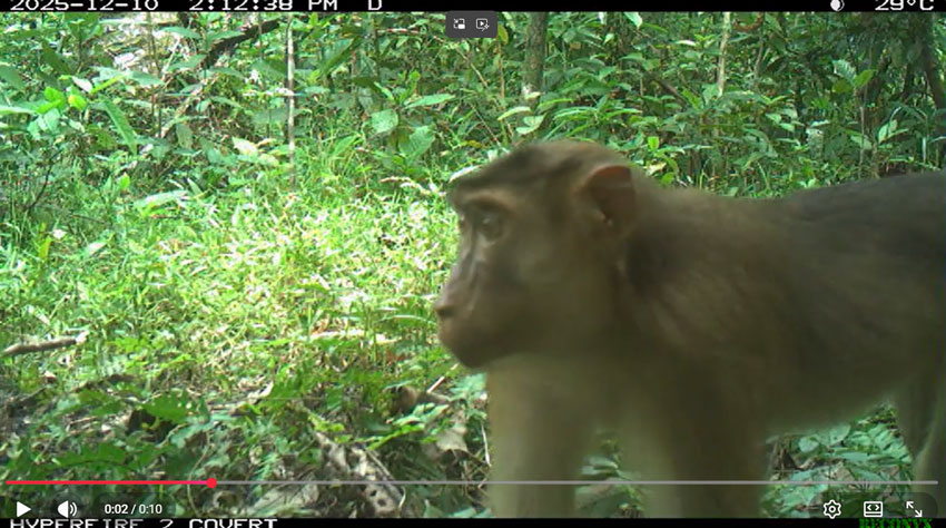 Pig-tailed Macaque