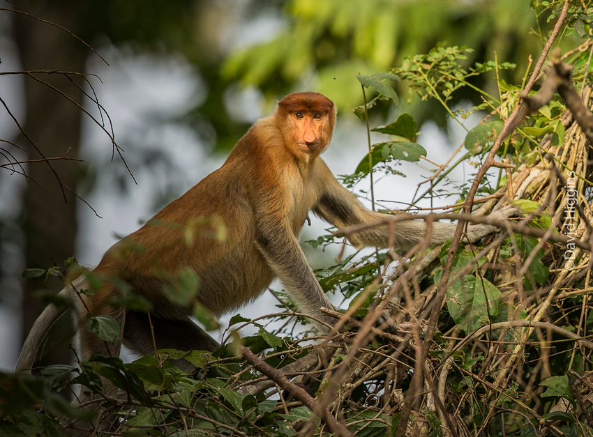 Proboscis Monkey on a branch