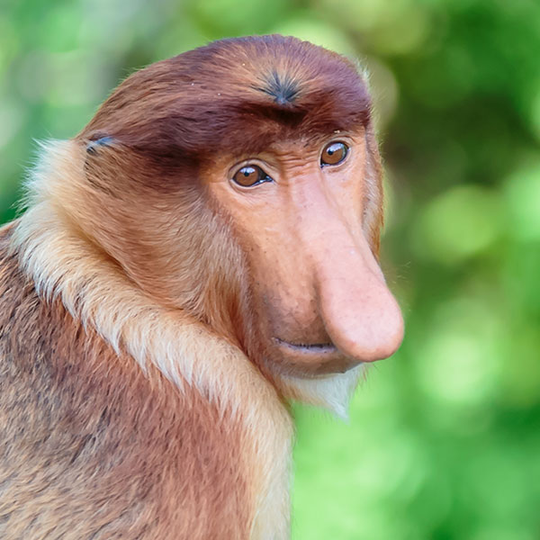 Proboscis Monkey