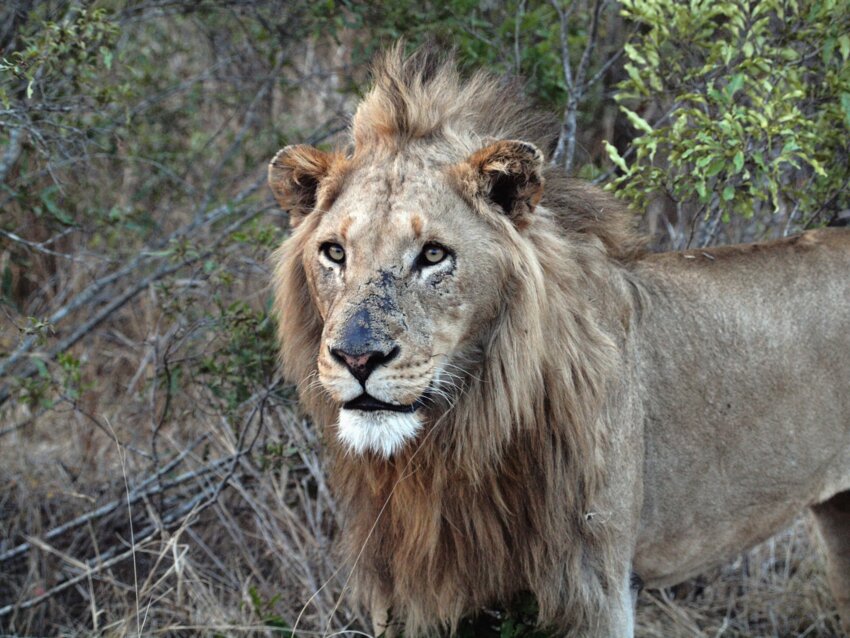 A male tiger stares intensely into the distance