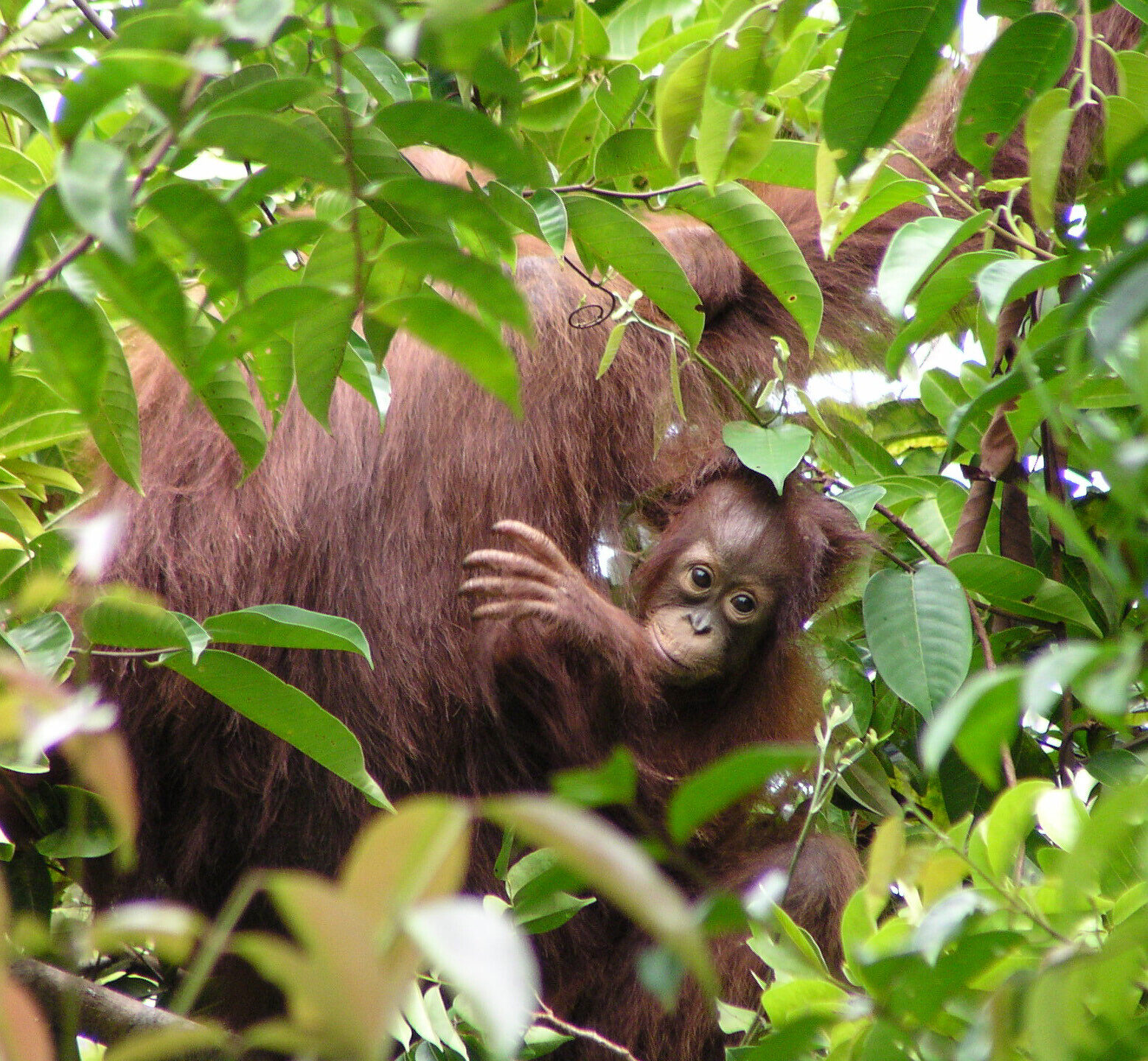 A baby Orangutan is seen clinging to its mother through the trees