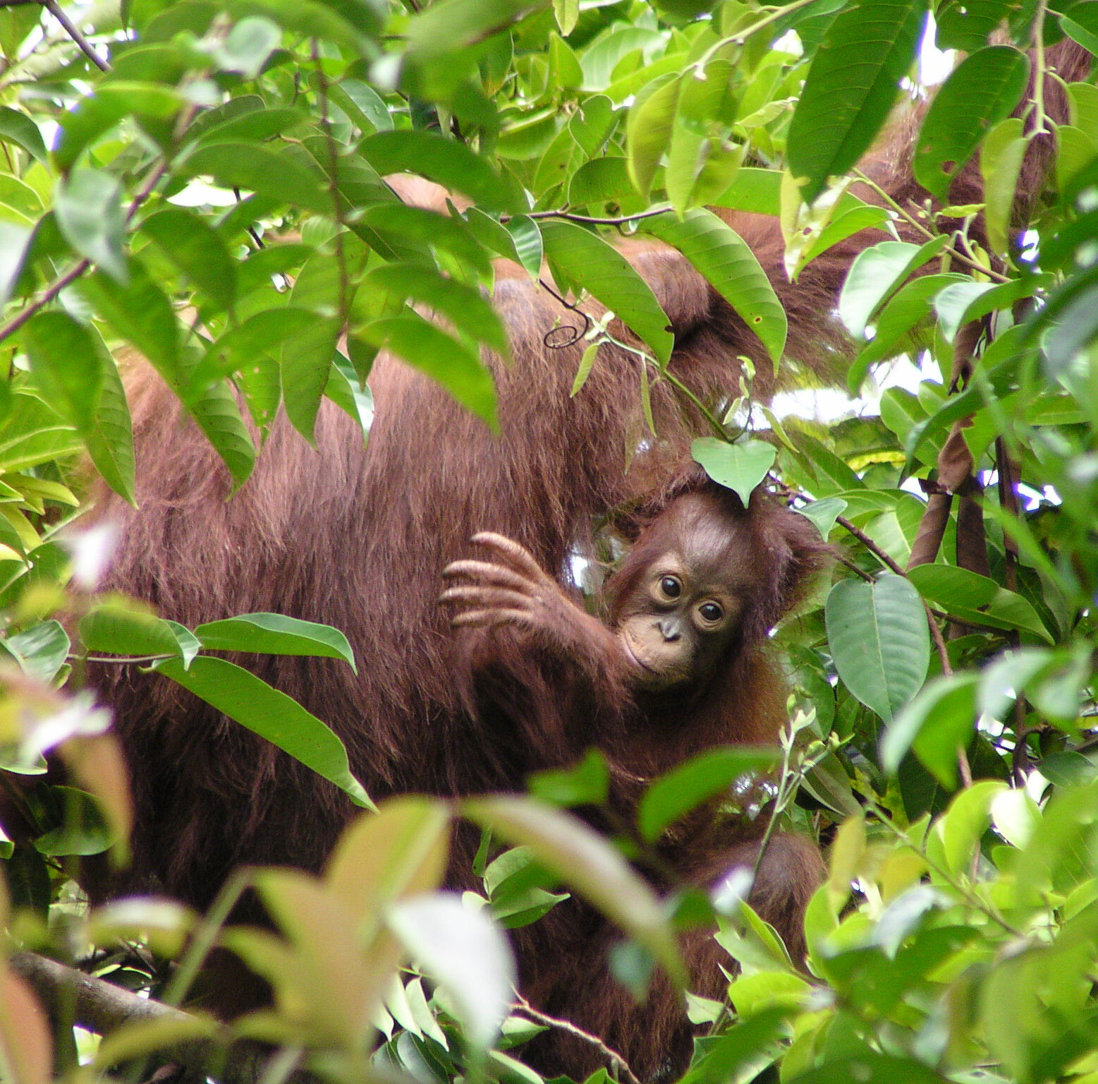 A baby Orangutan is seen clinging to its mother through the trees