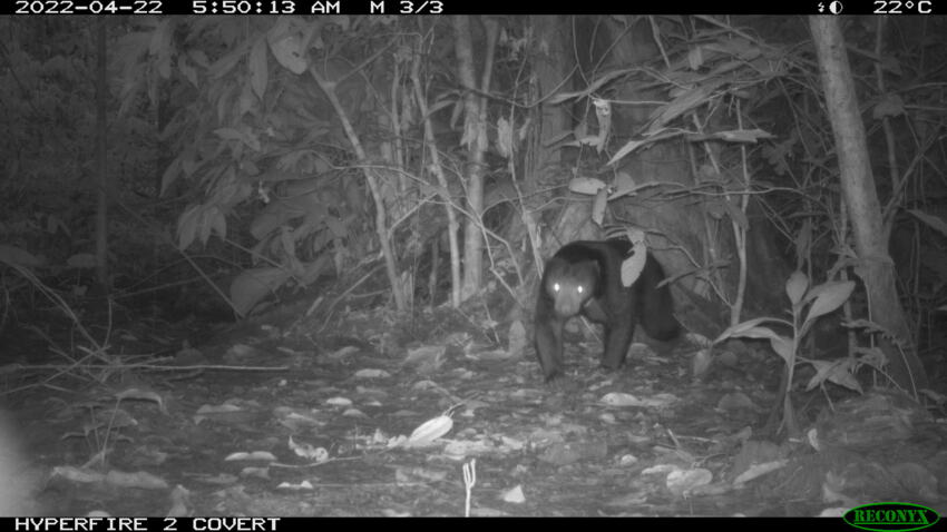 A still of a night time camera trap shows a Sunbear walking through the forest floor
