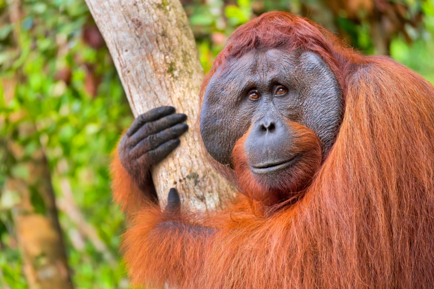 Bornean Orangutan
