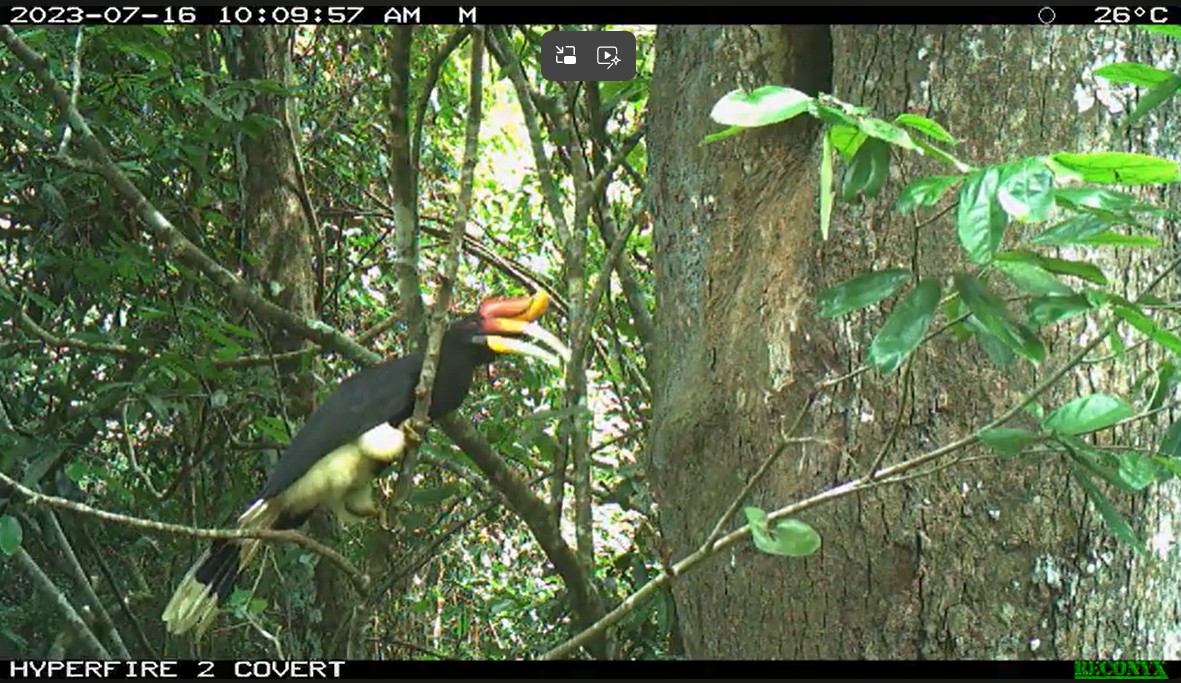 Rhinoceros Hornbill