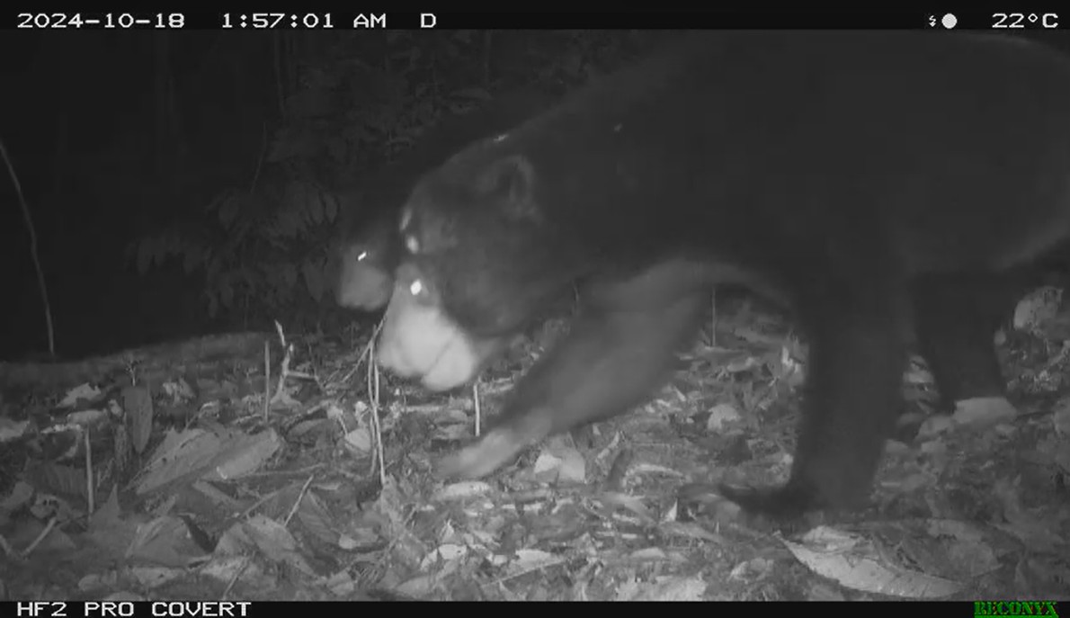 Sunbear