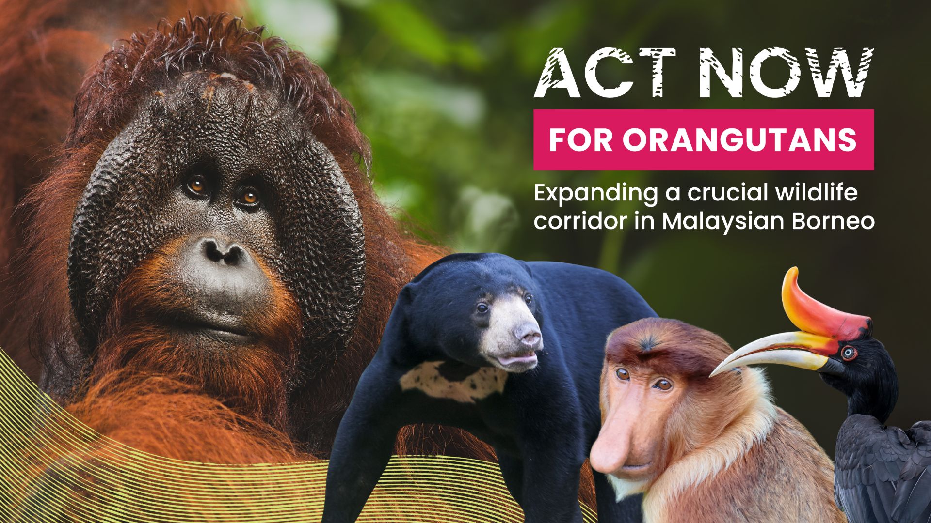 ACT NOW for Orangutans