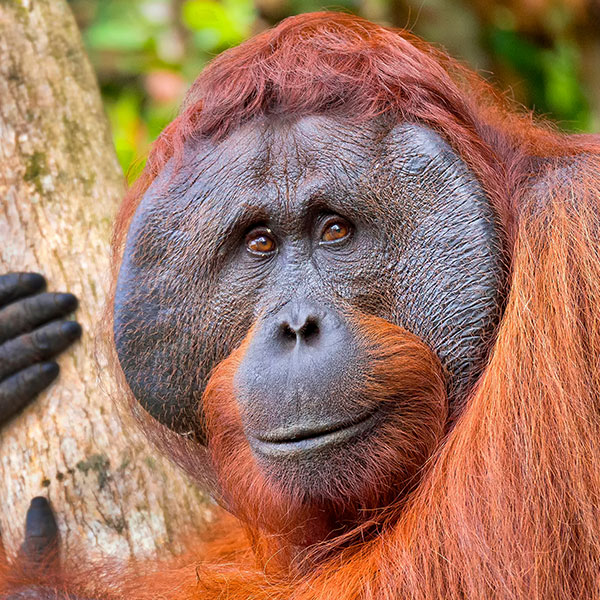 Orangutan