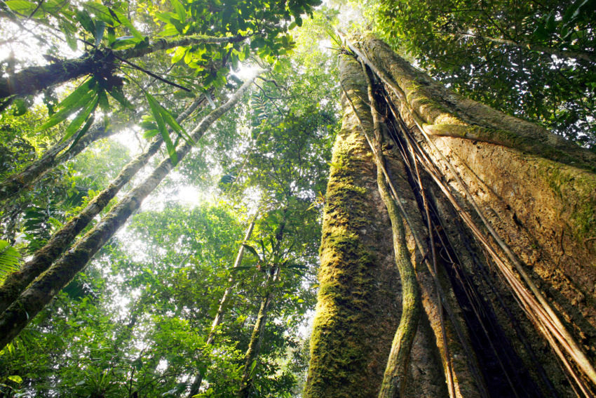 Ecuador forest