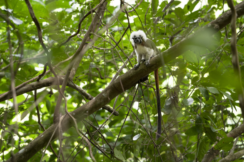 A Cotton-top Tamarin perches on a branch in a tree