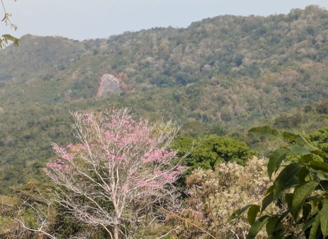 landscape view of dry forest