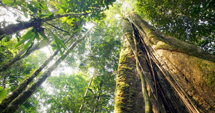 Ecuador forest