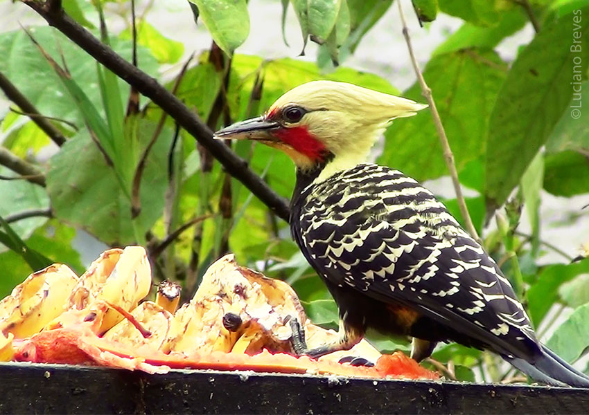 Blonde-crested Woodpecker feeding at bird-table