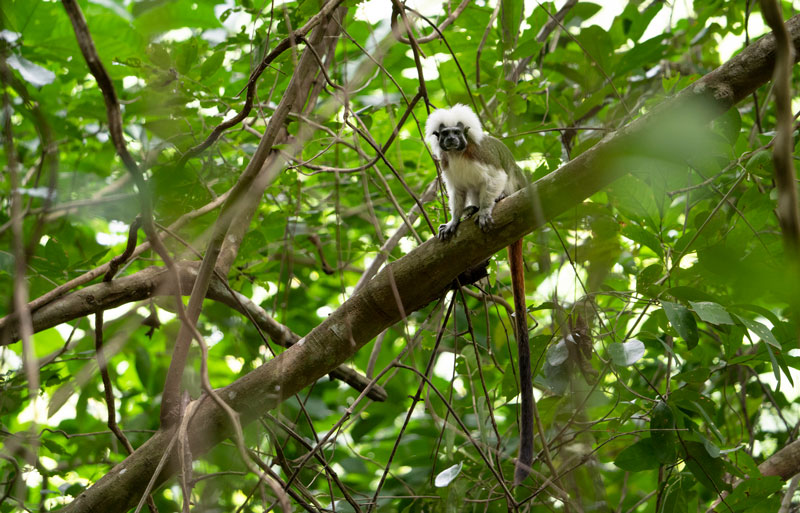 Cotton-top-Tamarin ©Frederico Pardo