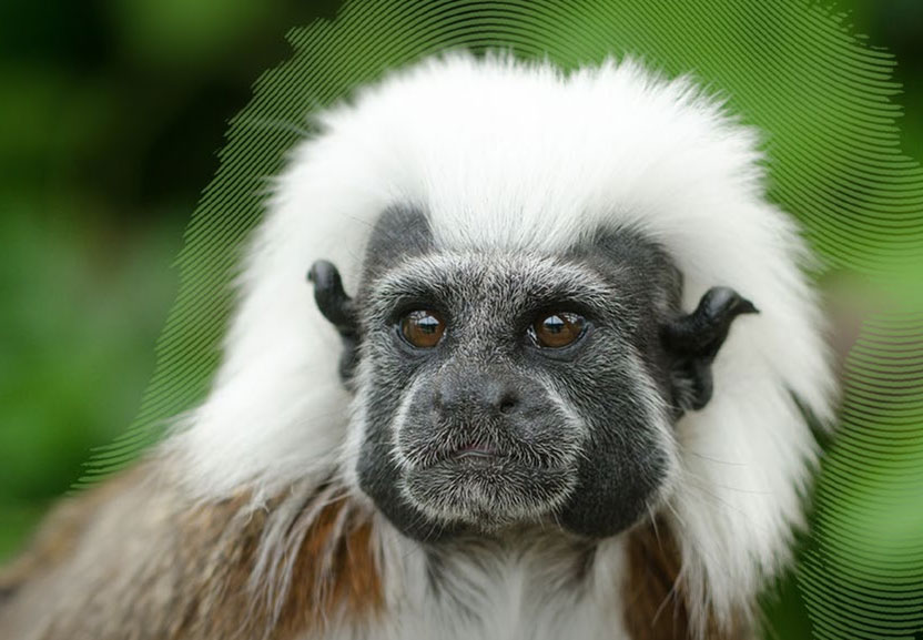 Cotton-top-Tamarin